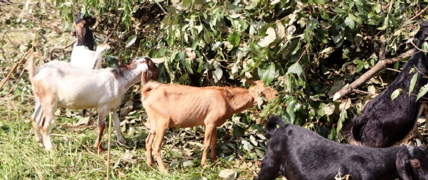 भारतीय बच्चा प्रयोग गरि वीरगंज भन्सारबाट खसीबोकाको तस्करी शुरु