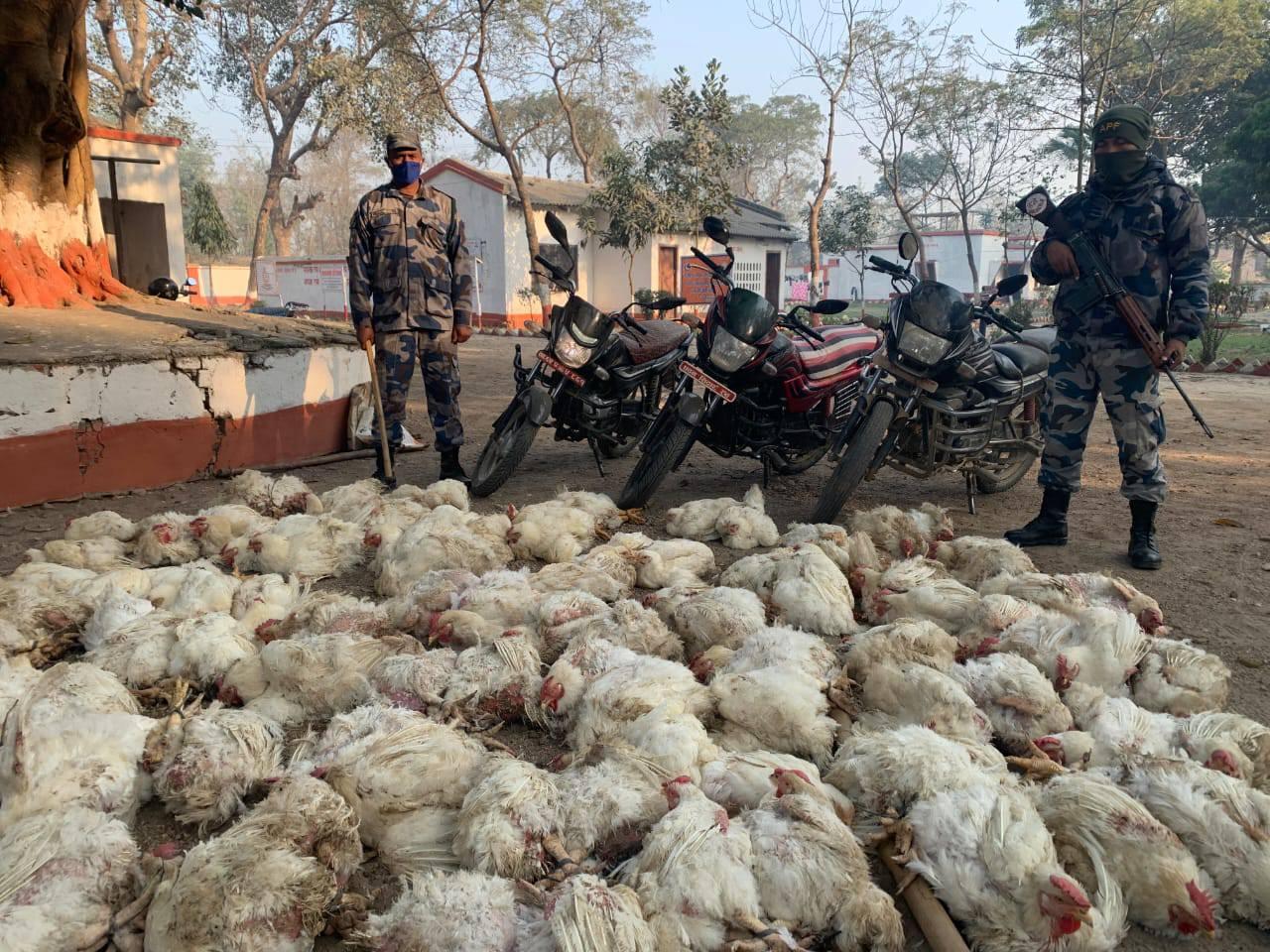 तिन वटा मोटरसाइकल सहित अवैध कुखरा सशस्त्र प्रहरी  भिखमपुरद्धारा  बरामद