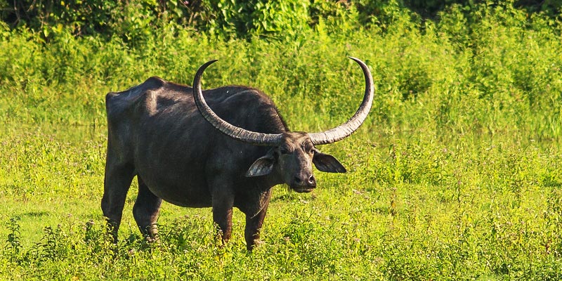 जङ्गली अर्नाको आक्रमणमा परि पर्सामा एक महिला गम्भीर घाइते