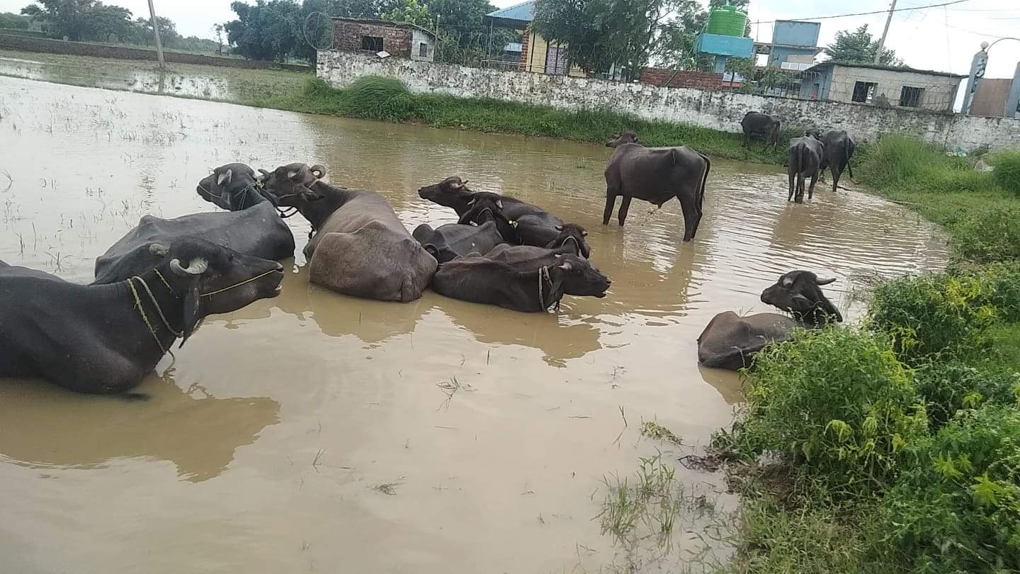 सशस्त्र प्रहरी बल अलौको सक्रियताले  १७ वटा रंगा र भैसी बरामद ।