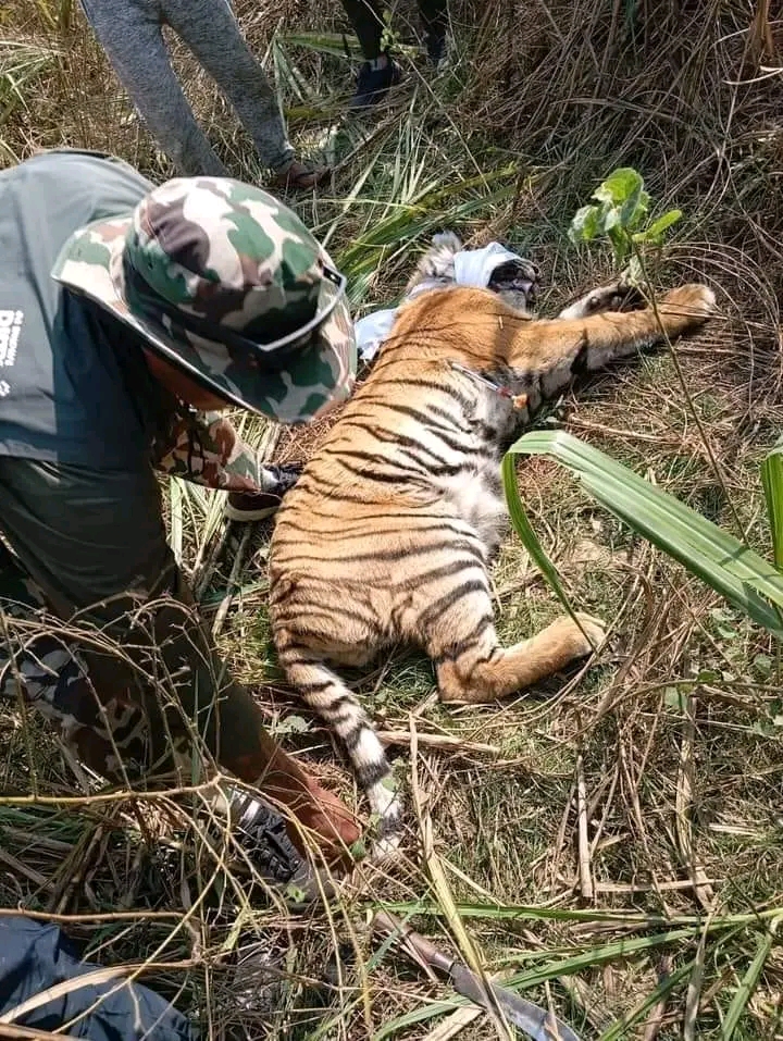 सखुवा प्रसौनी र पटेर्वा सुगौलीको उतरी क्षेत्रमा आतंक मच्चाउदै आएको पाटेबाघ नियन्त्रणमा