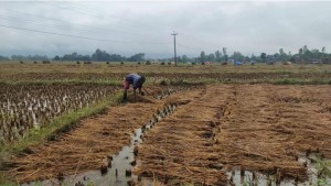 कात्तिकको वर्षाले धान डुबायो : किसानको ६ महिनाको मेहनत जोखिममा