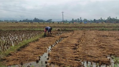 कात्तिकको वर्षाले धान डुबायो : किसानको ६ महिनाको मेहनत जोखिममा