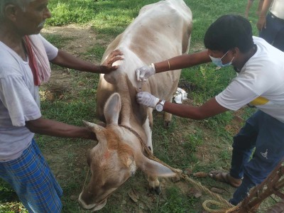 परवानीपुरमा १०० वटा गाई, गोरुलाई लम्किन स्किन रोग विरुद्धको खोप लगाईयो